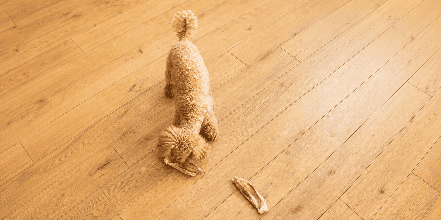 Miniature poodle eating natural treats on a wooden floor