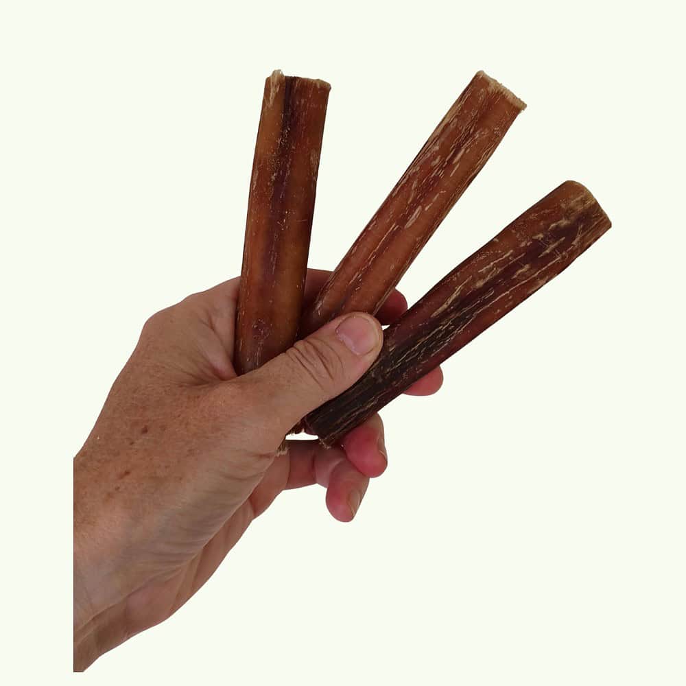 Handful of beef bully pizzle natural dog chews showing size against a hand