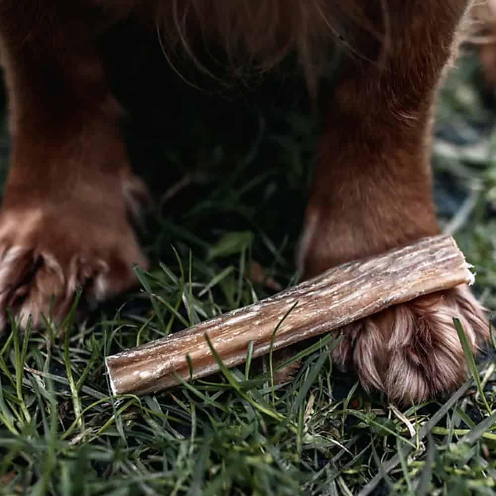 Beef Bully Pizzle stick resting on a dog paw outside on grass