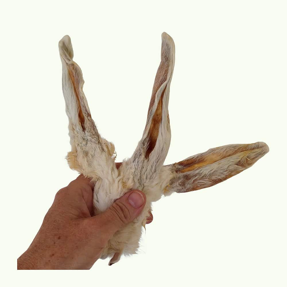 Handful of hairy rabbit ears showing size against a hand, on a light green background