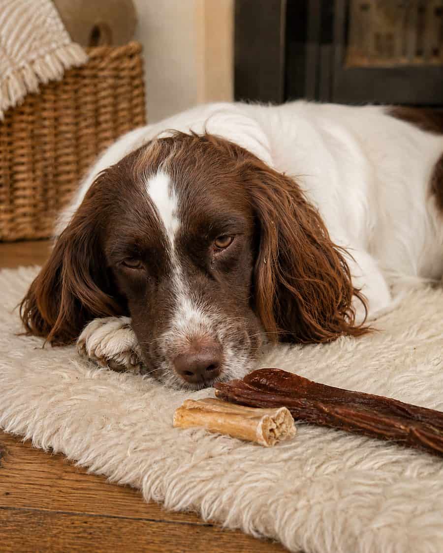 spaniel-natural-chews-900x1125 Springer spaniel resting by the fire with natural dog chews on a sheepskin rug
