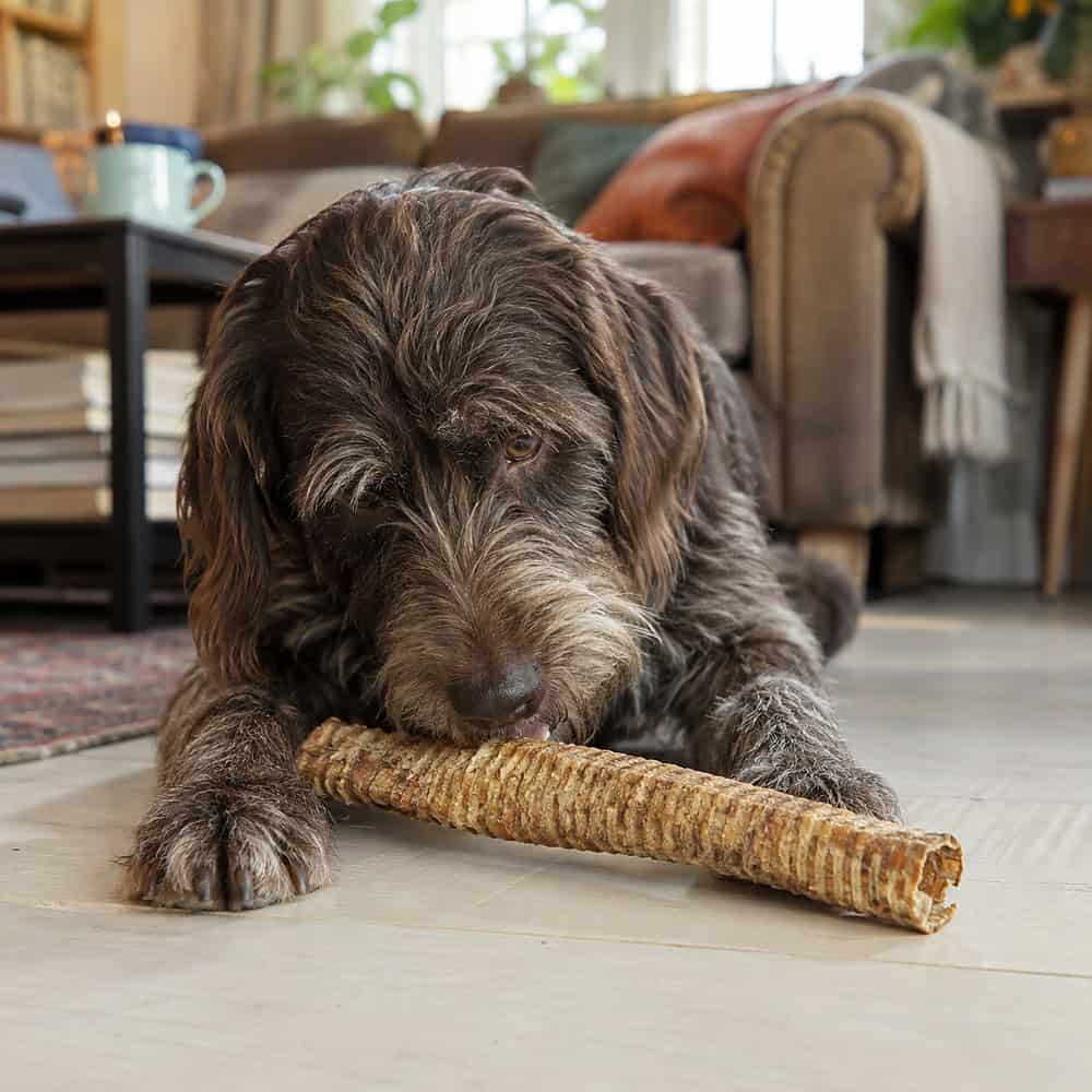 A scruffy brown family dog lying on a wooden floor chewing a Buffalo Tube dog chew