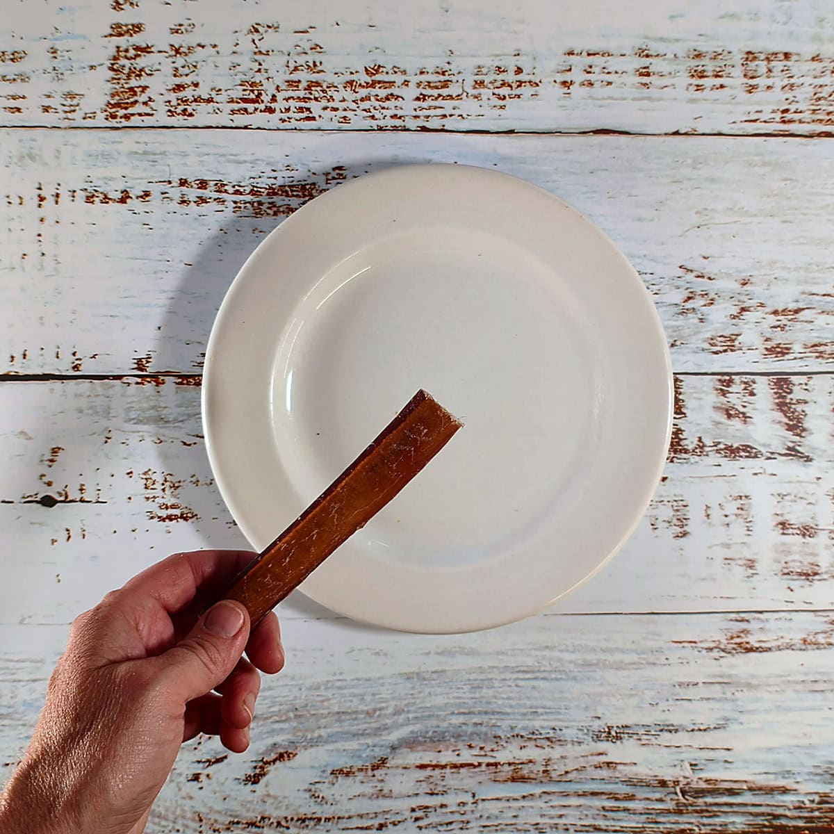 Hand holding a bully pizzle stick to show its size