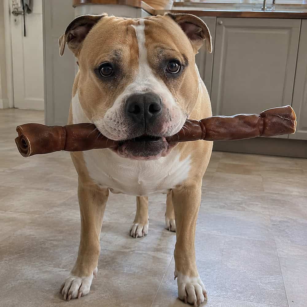 A stocky tan and white family dog standing in a kitchen holding a medium camel roll dog chew in its mouth