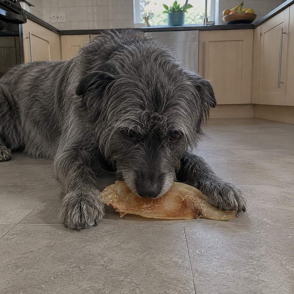 A scruffy grey family dog lying on a kitchen floor chewing a moon bone dog chew