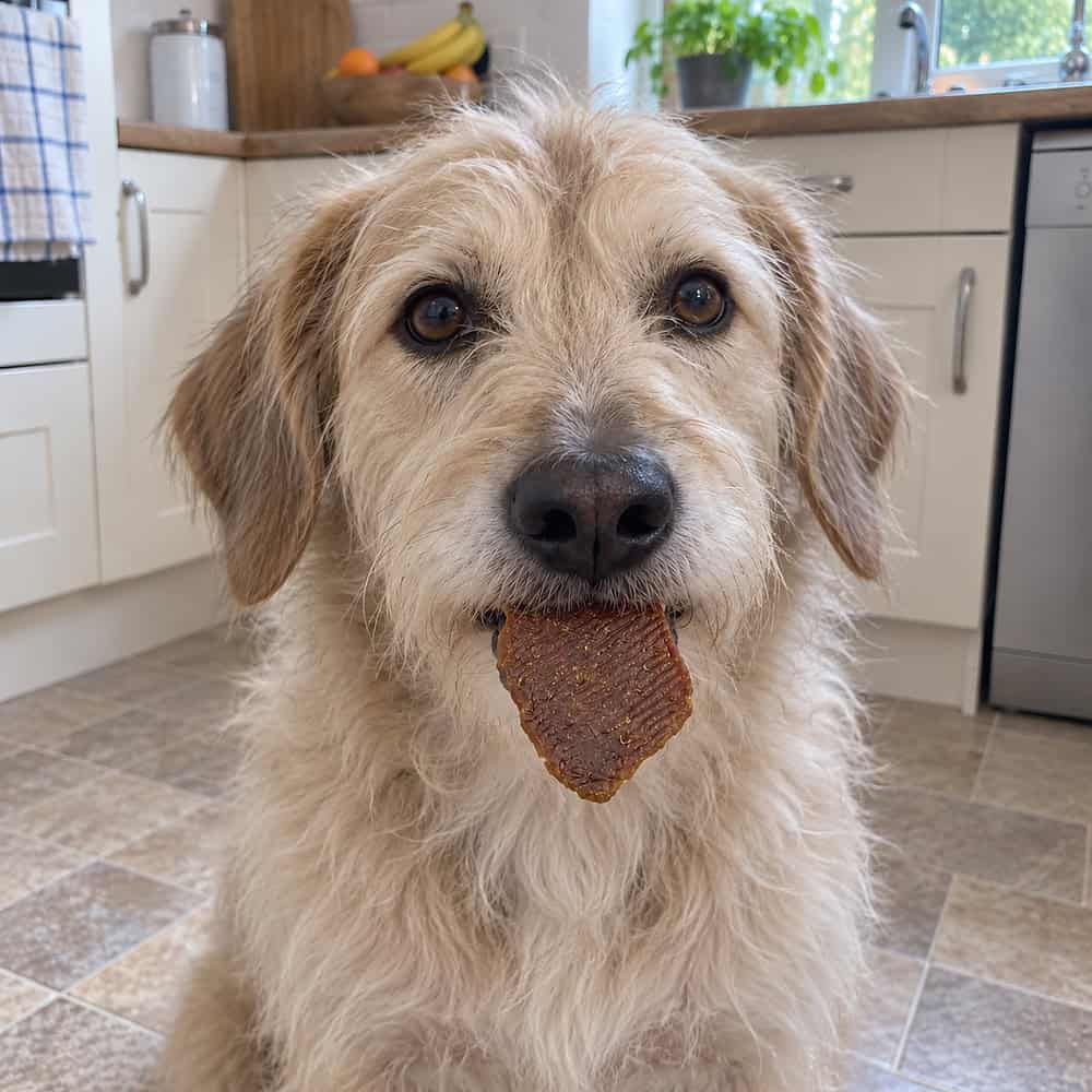 A scruffy cream family dog sitting in a kitchen holding a piece of smoked ostrich dog treat in its mouth